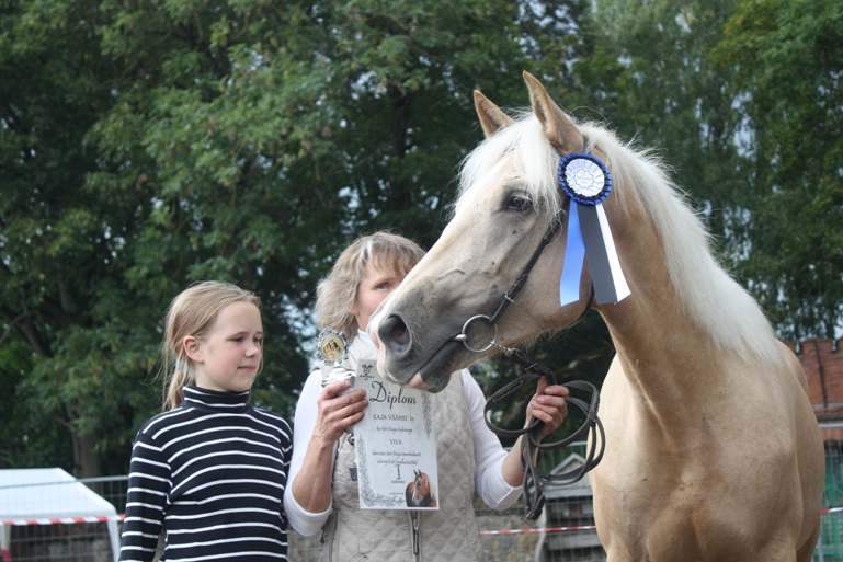 Kaja Väärsi ja tema aretatud tori tõugu Viva- parim noor mära 2011